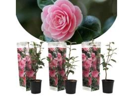 Plantas com Flores PLANT IN A BOX Camellia Japonica Bonomiana Conjunto de 3 Pote 9Cm Altura 25-40Cm