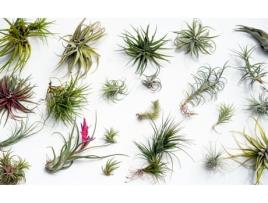 Air Plants PLANT IN A BOX Tillandsia Conjunto de 24 Pote 5Cm Altura 5-15Cm