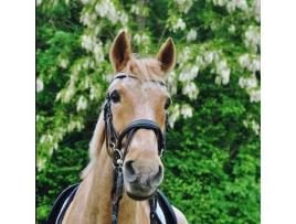 Frontal para Cavalo HEKKTOR Theïa