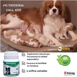 Konig Nutriderm Dha 400mg Dog Supplement 30 Units Transparente