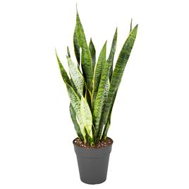 Planta 'Sansevieria Laurentii', BIOMA, Bioma Plants