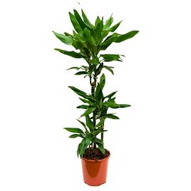Planta Dracaena Fragans Janet Lind, BIOMA, Bioma Plants