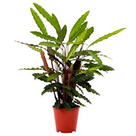 Planta Calathea Rufibarba, BIOMA, Bioma Plants