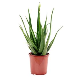 Planta Aloe Vera, BIOMA, Bioma Plants