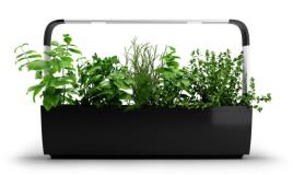 Tregren - Kitchen Garden T12 (black)