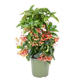 Planta Ardisia Crenata, BIOMA, Bioma Plants