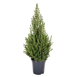 Planta Picea Glauca - árvore de Natal natural, BIOMA, Bioma Plants