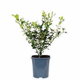 Planta Azevinho, BIOMA, Bioma Plants