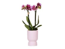 KOLIBRI Orchids Orquídea Phalaenopsis Rosa Púrpura El Salvador Diabolo Rosa Tamanho Do Vaso 9Cm Planta de Casa com Flor Fresca Do Produtor