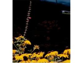 Livro Mystery Street de Yogananthan Vasantha (Inglês - Capa Dura)