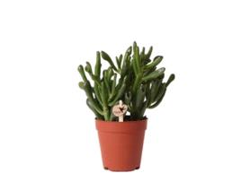Kolibri Greens Suculenta Crassula Hobbit Tamanho Do Vaso 9Cm Planta de Interior Verde Fresca Do Viveiro