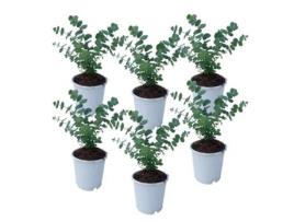 Arbustos PLANT IN A BOX Eucalyptus Pulverulenta Conjunto de 6 Pote 12Cm Altura 25-40Cm