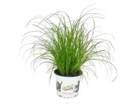 Erva-Dos-Gatos Cyperus Alternifolius 3 Plantas para Apoiar a Digestão dos Gatos EXOTENHERZ