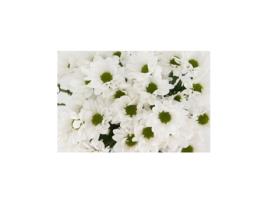 Margarida Crisântemo | Flor Natural | Crisântemo Bacardi | Buquê de 5 hastes | 70cm de altura Branco