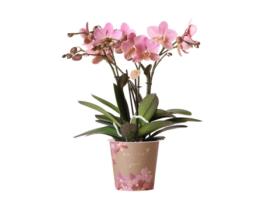 KOLIBRI Orchids Orquídea Phalaenopsis Rosa Escuro Jewel Treviso Tamanho Do Vaso 12Cm Planta de Interior com Flor Recém-Chegada Do Produtor