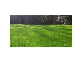 Mistura de Sementes para Grama Esportiva 10 kg Gazon Sport 10Kg NMP