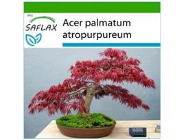 SAFLAX Bordo Vermelho Acer Palmatum Atropurpureum 20 Sementes com Substrato de Cultivo Livre de Germes