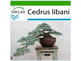 SAFLAX Cedro Do Líbano Cedrus Libani 20 Sementes com Substrato de Cultivo Livre de Germes