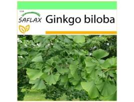 SAFLAX Garden To Go Ginkgo Ginkgo Biloba 4 Sementes com Vaso Tampa Climática e Substrato de Cultivo