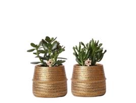 Kolibri Greens Conjunto de 2 Plantas Suculentas em Vaso Decorativo com Ranhura Dourada Vaso de Cerâmica 9Cm