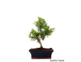 Bonsai Juniperus Itoigawa de 9 Anos LUSO BONSAI