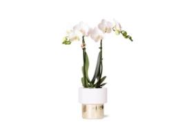 KOLIBRI Orchids Orquídea Phalaenopsis Branca Amabilis Elite Pot Gold Tamanho Do Vaso 9Cm 35Cm de Altura Planta de Casa com Flor