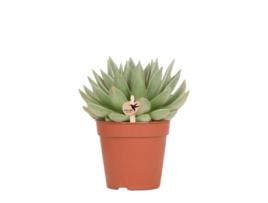 Kolibri Greens Planta Verde Suculenta Echeveria Miranda Tamanho Do Vaso 12Cm Planta de Casa Verde Fresca Do Produtor
