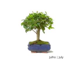 Bonsai Ligustrum de 5 Anos LUSO BONSAI