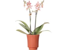 KOLIBRI ORCHIDS Orquídea Phalaenopsis Laranja Aranha em Terracota Retro Tamanho Do Vaso 9Cm Planta de Casa com Flor