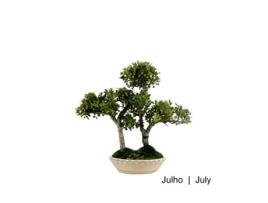 Bonsai Ilex Crenata de 9 Anos LUSO BONSAI