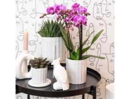 Kolibri Greens Planta Verde Suculenta Echeveria Purpusorum Tamanho Do Vaso 6Cm Planta de Interior Verde