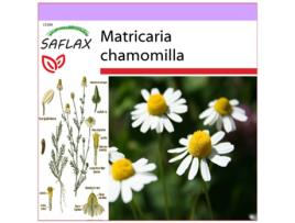 SAFLAX Camomila Verdadeira Matricaria Chamomilla 300 Sementes