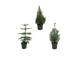 Pacote de Natal Araucaria Sala Pinus Picea 3 Partes 50 Cm EVERSPRING