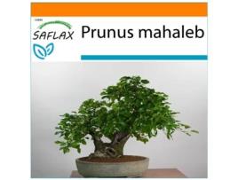 SAFLAX Garden In The Bag Cerejeira Prunus Mahaleb 30 Sementes com Substrato de Cultivo em Saco Prático e Automontante