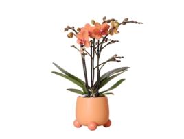 KOLIBRI Orchids Orquídea Phalaenopsis Laranja Mineral Bolzano Rolling Peach Tamanho Do Vaso 9Cm Planta de Casa com Flor