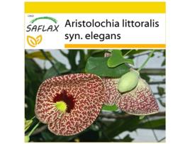 SAFLAX Conjunto de Cultivo Planta Fantasma Aristolochia Littoralis Syn. Elegans 80 Sementes com Mini Estufa Substrato de Cultivo e 2 Vasos