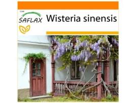 SAFLAX Garden In The Bag Glicínias Wisteria Sinensis 4 Sementes com Substrato de Cultivo em Saco Prático e Automontante