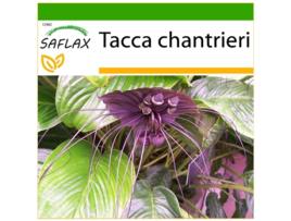 SAFLAX Flor de Morcego Tacca Chantrieri 10 Sementes com Substrato de Cultivo Livre de Germes