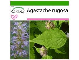 SAFLAX Hortelã Coreana Agastache Rugosa 1200 Sementes com Substrato de Cultivo Livre de Germes