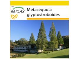 SAFLAX Conjunto de Cultivo Mundo Primitivo Sequóia Metasequoia Glyptostroboides 60 Sementes com Mini Estufa Substrato de Cultivo e 2 Vasos