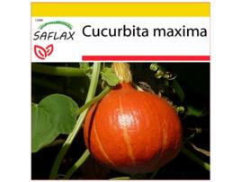 SAFLAX Conjunto de Cultivo Abóbora Japão Hokkaido Cucurbita Maxima 10 Sementes com Mini Estufa Substrato de Cultivo e 2 Vasos