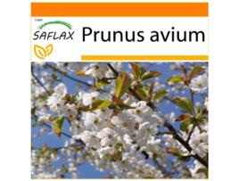 SAFLAX Garden In The Bag Cereja Selvagem Prunus Avium 10 Sementes com Substrato de Cultivo em Saco Prático e Automontante