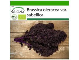 SAFLAX Orgânico Couve Red Krauser Brassica Oleracea Var. Sabellica 50 Sementes com Substrato de Cultivo Livre de Germes