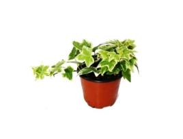 Hedera Helix Hera Folhagem Branca Variegada Vaso de 9 Cm EXOTENHERZ