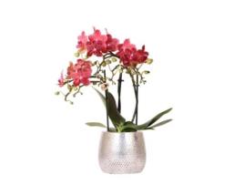 KOLIBRI Orchids Orquídea Phalaenopsis Vermelha Congo Vaso Elite Prateado Tamanho Do Vaso 9Cm 40Cm de Altura Planta de Casa com Flor