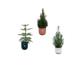 Pacote de Natal Araucaria Sala Pinus Picea Incluindo Maconha Elho 3 Peças 50 Cm EVERSPRING