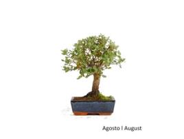 Bonsai Sobreiro de 9 Anos LUSO BONSAI