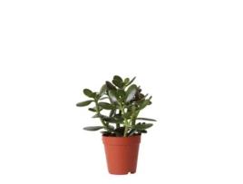 Kolibri Greens Planta Verde Suculenta Crassula Ovata Tamanho Do Vaso 9Cm Planta de Interior Verde Fresca Do Viveiro