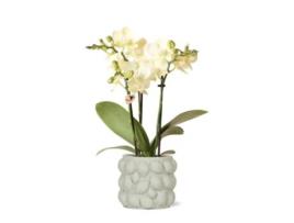 KOLIBRI Orchids Orquídea Phalaenopsis Amarela México Vaso Ornamental Citrino Verde Tamanho Do Vaso 9Cm 40Cm de Altura Planta de Casa com Flor