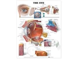 Livro Eye Anatomical Chart de Anatomical Chart (Inglês)